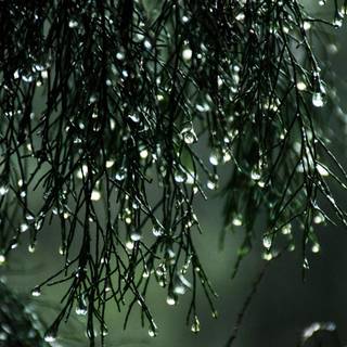 Rain laptop wallpaper