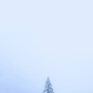 Neutral winter phone wallpaper
