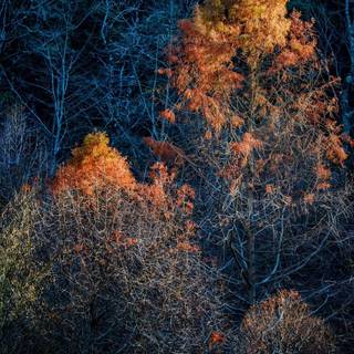 Dark autumn art wallpaper