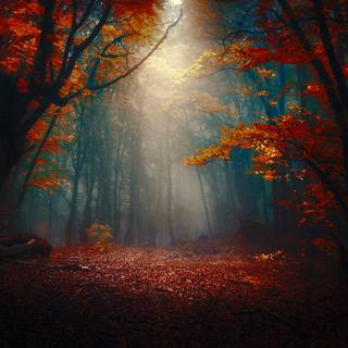 Dark autumn art wallpaper