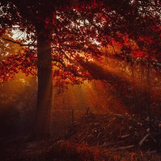 Dark autumn art wallpaper