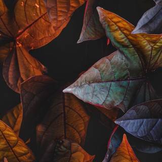Dark autumn art wallpaper