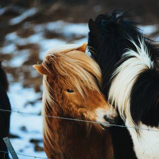 Winter horse iPad wallpaper