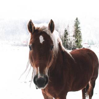 Wild horses winter wallpaper