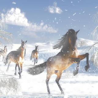 Wild horses winter wallpaper