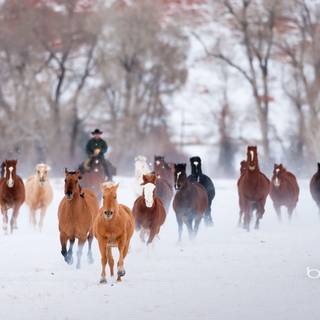 Wild horses winter wallpaper