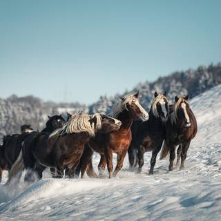 Wild horses winter wallpaper