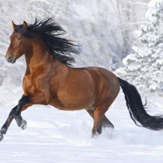 Wild horses winter wallpaper