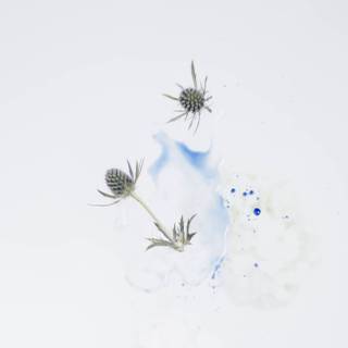 Winter minimalism aesthetic wallpaper