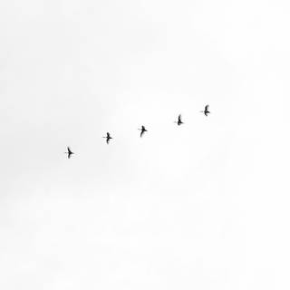 Winter minimalism aesthetic wallpaper