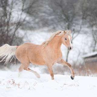 Winter brown horse wallpaper