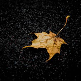 Dark 4k winter desktop wallpaper