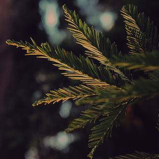 Dark 4k winter desktop wallpaper