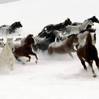 Wild horses winter wallpaper