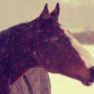 Wild horses winter wallpaper