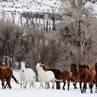 Wild horses winter wallpaper