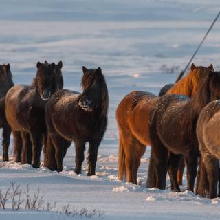 Wild horses winter wallpaper
