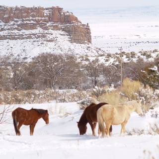 Wild horses winter wallpaper