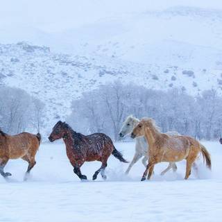 Wild horses winter wallpaper