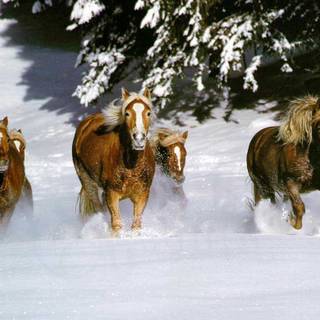 Wild horses winter wallpaper