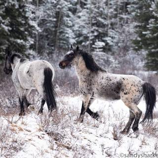 Wild horses winter wallpaper