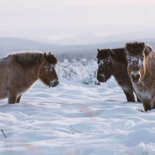 Wild horses winter wallpaper