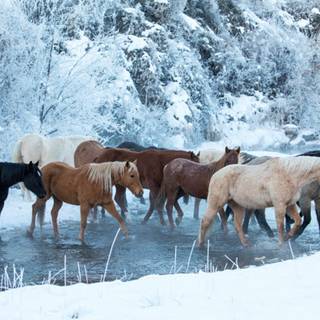 Wild horses winter wallpaper