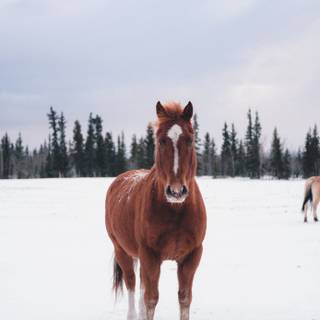 Winter horse iPad wallpaper