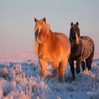 Wild horses winter wallpaper
