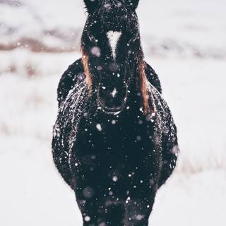 Wild horses winter wallpaper