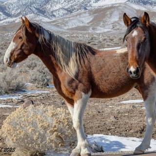 Wild horses winter wallpaper