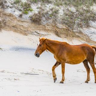 Wild horses winter wallpaper