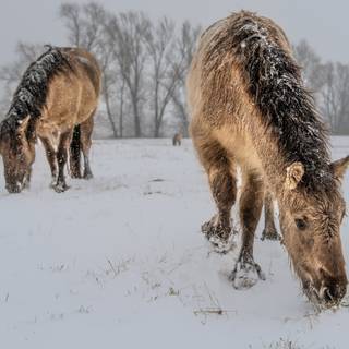 Wild horses winter wallpaper