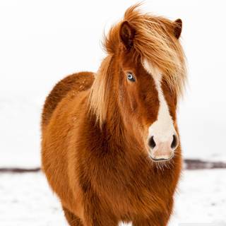 Winter horse iPad wallpaper