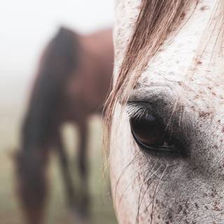 Winter horse iPad wallpaper