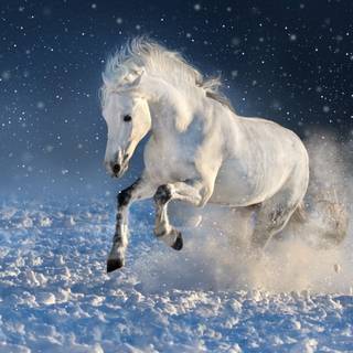 Winter horse iPad wallpaper
