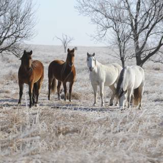 Wild horses winter wallpaper