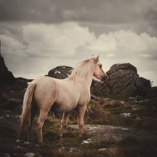 Winter horse iPad wallpaper