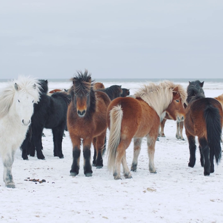 Wild horses winter wallpaper