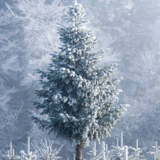 Christmas tree and snow wallpaper