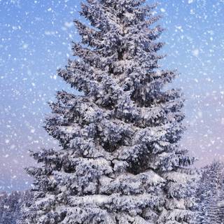 Christmas winter tree wallpaper