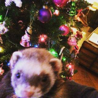 Christmas ferret wallpaper