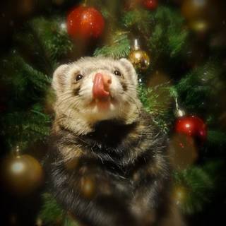 Christmas ferret wallpaper