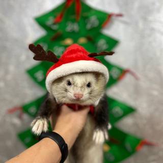 Christmas ferret wallpaper
