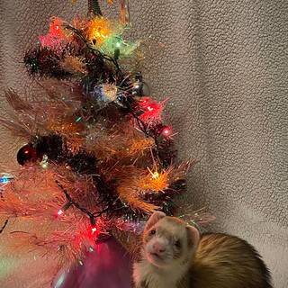 Christmas ferret wallpaper
