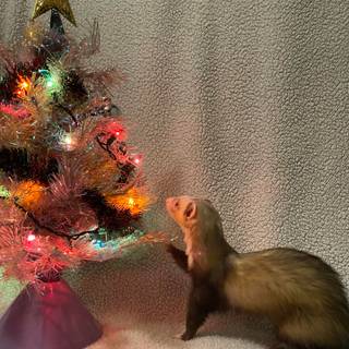 Christmas ferret wallpaper
