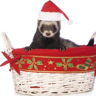 Christmas ferret wallpaper