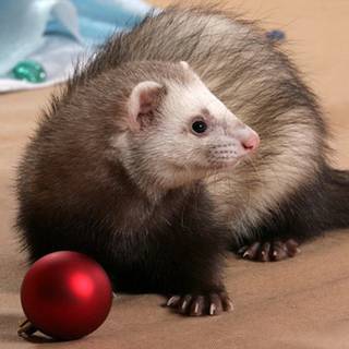 Christmas ferret wallpaper