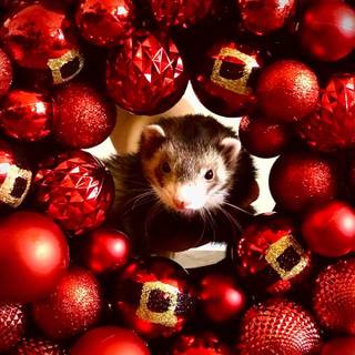 Christmas ferret wallpaper