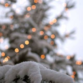 Christmas winter tree wallpaper